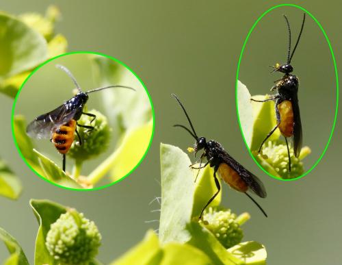Braconinae